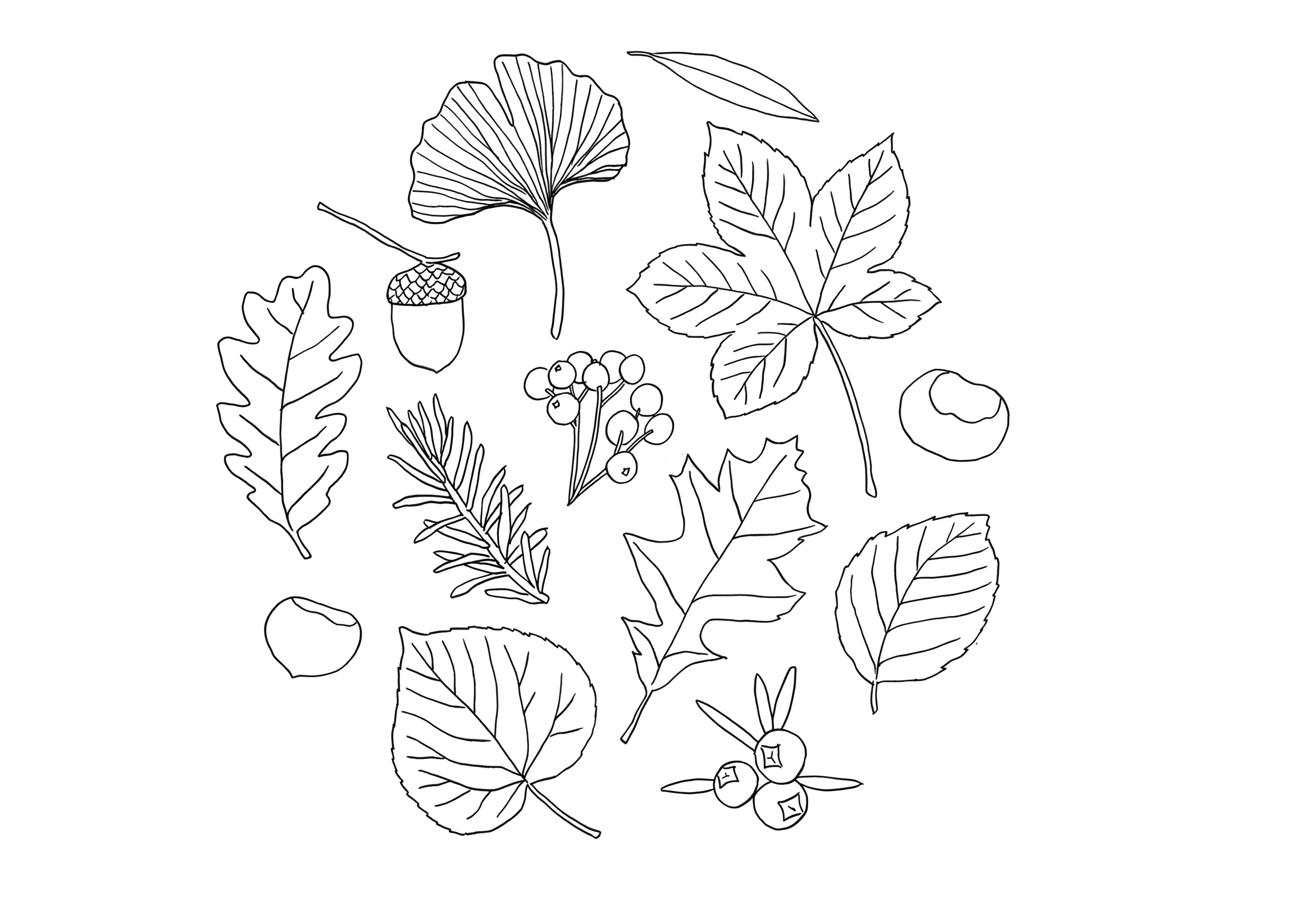 Coloring page of line drawings of fall leaves in several shapes with berries, an acorn and seeds.